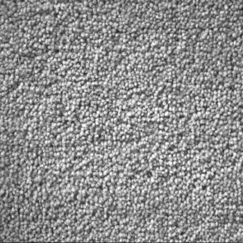 Carpet sample